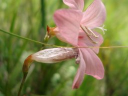 Tritonia disticha flower